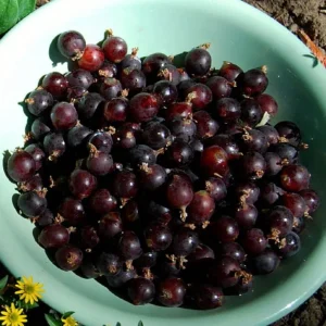 Jostaberry Bush Plant - 2.5