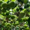 Jujube Fruit Plant - Live 3 Ft Green Tree - Outdoor Planting