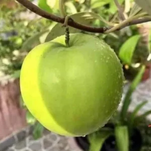 Jujube Fruit Plant - Live 3 Ft Green Tree - Outdoor Planting