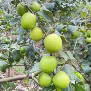 Jujube Fruit Plant - Live 3 Ft Green Tree - Outdoor Planting