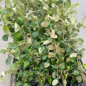 Jujube Fruit Plant - Live 3 Ft Green Tree - Outdoor Planting