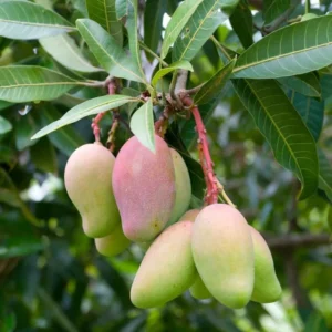 Julie Mango Tree - Live Plant Grafted - 3 Gallon Pot - Fruit Ready