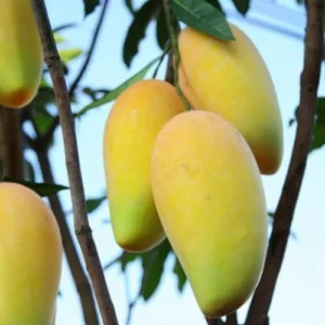 Julie Mango Tree - Live Plant Grafted - 3 Gallon Pot - Fruit Ready