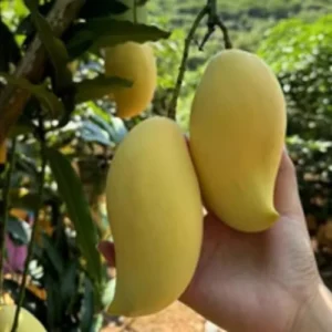 Julie Mango Tree - Live Plant Grafted - 3 Gallon Pot - Fruit Ready