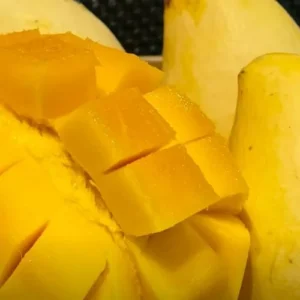 Julie Mango Tree - Live Plant Grafted - 3 Gallon Pot - Fruit Ready