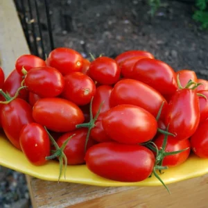 Juliet Cherry Tomato Plant 2.5" Pot - Salsa and Salad Tomatoes