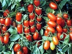 Juliet Cherry Tomato Plant 2.5