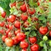 Juliet Cherry Tomato Plant 4" Pot - Salsa and Salad Variety Naturally Grown
