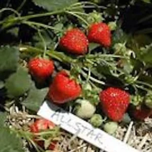 Junebearing Strawberry Plant - 10 Pack Perennial Fruit Plants