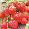 Junebearing Strawberry Plant - 20 Allstar Fragaria Ananassa Perennial Fruit Plant