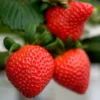 Junebearing Strawberry Plant 3-Pack - Perennial Fruit - Fragaria Ananassa