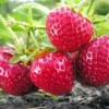 Junebearing Strawberry Plant - 5 Allstar Perennial Fruit Plants