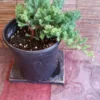 Juniper Bonsai Tree Pre-Bonsai 3 to 4 Years Old with Plant Food