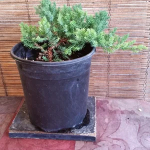 Juniper Bonsai Tree Pre-Bonsai 3 to 4 Years Old with Plant Food