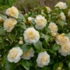 Jury's Yellow Camellia Japonica Live Plant - Evergreen Bush Shrub - 15 to 20 Inch Height - 1 Gallon Pot
