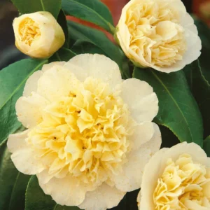 Jury's Yellow Camellia Japonica Live Plant - Evergreen Bush Shrub - 15 to 20 Inch Height - 1 Gallon Pot