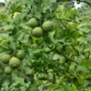 Kaffir Lime Plants - Kaffir Lime Citrus Fruit Plants-Lemon Tree- 2 Live Seedlings - 2-3 Inches - Healthy Citrus