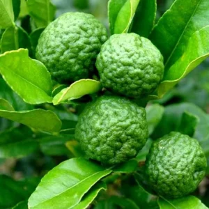 Kaffir Lime Plants - Kaffir Lime Citrus Fruit Plants-Lemon Tree- 2 Live Seedlings - 2-3 Inches - Healthy Citrus