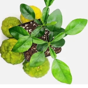 Kaffir Lime Plants - Kaffir Lime Citrus Fruit Plants-Lemon Tree- 2 Live Seedlings - 2-3 Inches - Healthy Citrus