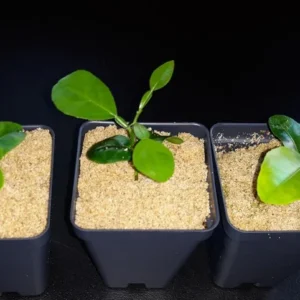 Kaffir Lime Starter Plug - Kaffir Lime Citrus Fruit Plants-Lemon Tree 2-3 Inch Live Plant Seedling