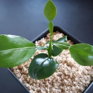 Kaffir Lime Starter Plug - Kaffir Lime Citrus Fruit Plants-Lemon Tree 2-3 Inch Live Plant Seedling