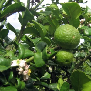 Kaffir Lime Tree - Fruit Bearing Size - 4