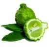 Kaffir Lime Tree - Fruit Bearing Size Plant - 5" Pot - Citrus Hystrix - NO SHIP TX,FL,AZ,CA,LA,HI