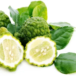 Kaffir Lime Tree - Fruit Bearing Size Plant - 5