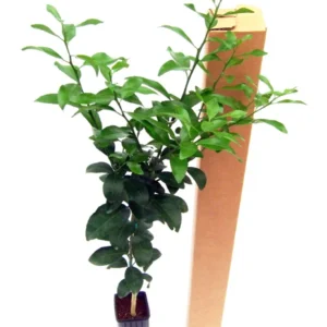 Kaffir Lime Tree - Fruit Bearing Size Plant - 5