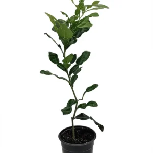 Kaffir Lime Tree - Fruit Bearing Size Plant - 5