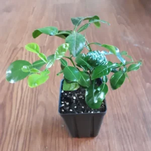 Kaffir Lime Tree- Kaffir Lime Citrus Fruit Plants-Lemon Tree - Small Citrus Plant - 5-8 Inches - Indoor/Outdoor