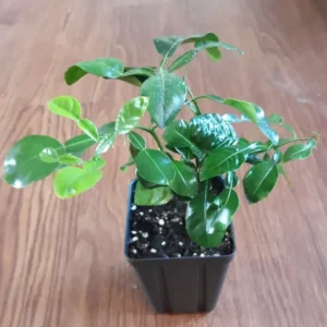 Kaffir Lime Tree- Kaffir Lime Citrus Fruit Plants-Lemon Tree - Small Citrus Plant - 5-8 Inches - Indoor/Outdoor