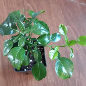 Kaffir Lime Tree- Kaffir Lime Citrus Fruit Plants-Lemon Tree - Small Citrus Plant - 5-8 Inches - Indoor/Outdoor