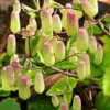 Kalanchoe Pinnata Live Plant - 4-9 Inch Succulent, Mother of Thousands