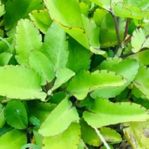 Kalanchoe Pinnata Live Plant - 4-9 Inch Succulent, Mother of Thousands