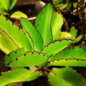 Kalanchoe Pinnata Live Plant - 4-9 Inch Succulent, Mother of Thousands