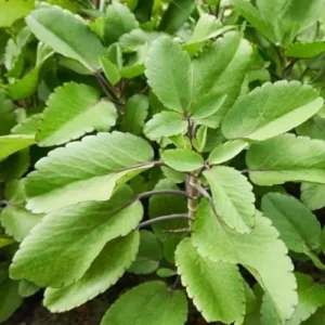 Kalanchoe Pinnata Live Plant - 4-9 Inch Succulent, Mother of Thousands