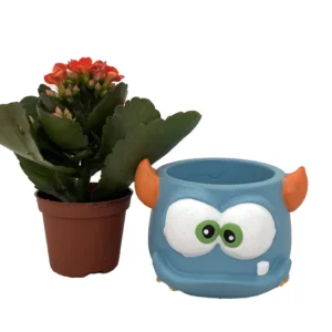 Kalanchoe Succulent Plant in Blue Mini Monster Ceramic Planter - 3 inch Pot Halloween Decor
