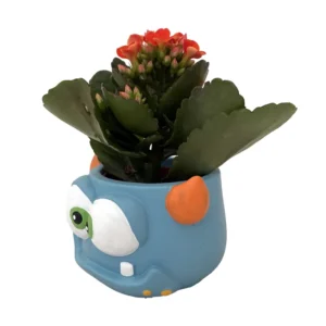 Kalanchoe Succulent Plant in Blue Mini Monster Ceramic Planter - 3 inch Pot Halloween Decor