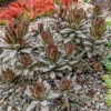 Kalanchoe Tomentosa Chocolate Soldier Succulent 2.5" Pot Easy Care