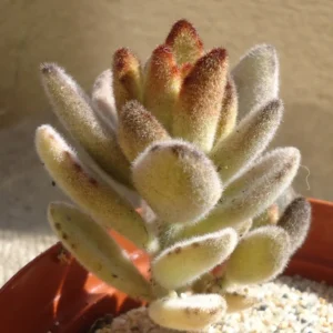 Kalanchoe Tomentosa Chocolate Soldier Succulent 2.5" Pot Easy Care