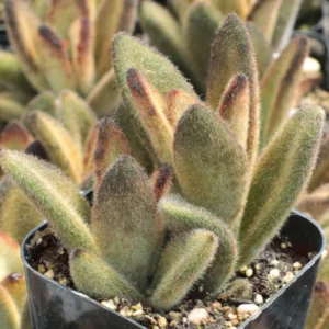 Kalanchoe Tomentosa Chocolate Soldier Succulent 2.5
