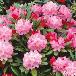 Kalinka Rhododendron Live Plant Blooming Age Shrub Evergreen Foliage Bush