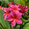 Kaneohe Sunset Pink Plumeria Plant - Rooted - Tropical Flower - 1 Gallon Pot