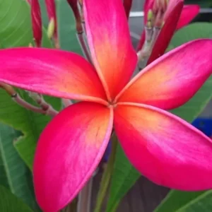 Kaneohe Sunset Pink Plumeria Plant - Rooted - Tropical Flower - 1 Gallon Pot