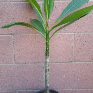 Kaneohe Sunset Pink Plumeria Plant - Rooted - Tropical Flower - 1 Gallon Pot