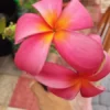Kaneohe Sunset Plumeria Cutting 12-14 Inch Pink Yellow Blooms