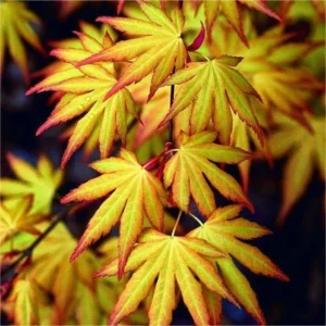 Katsura Japanese Maple Tree - Live Plant - 4 Inch Pot - Acer palmatum
