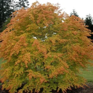 Katsura Japanese Maple Tree - Live Plant - 4 Inch Pot - Acer palmatum