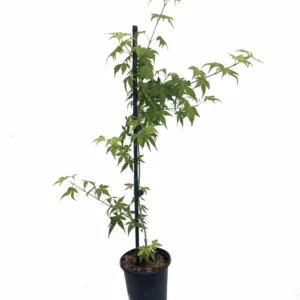 Katsura Japanese Maple Tree - Live Plant - 4 Inch Pot - Acer palmatum